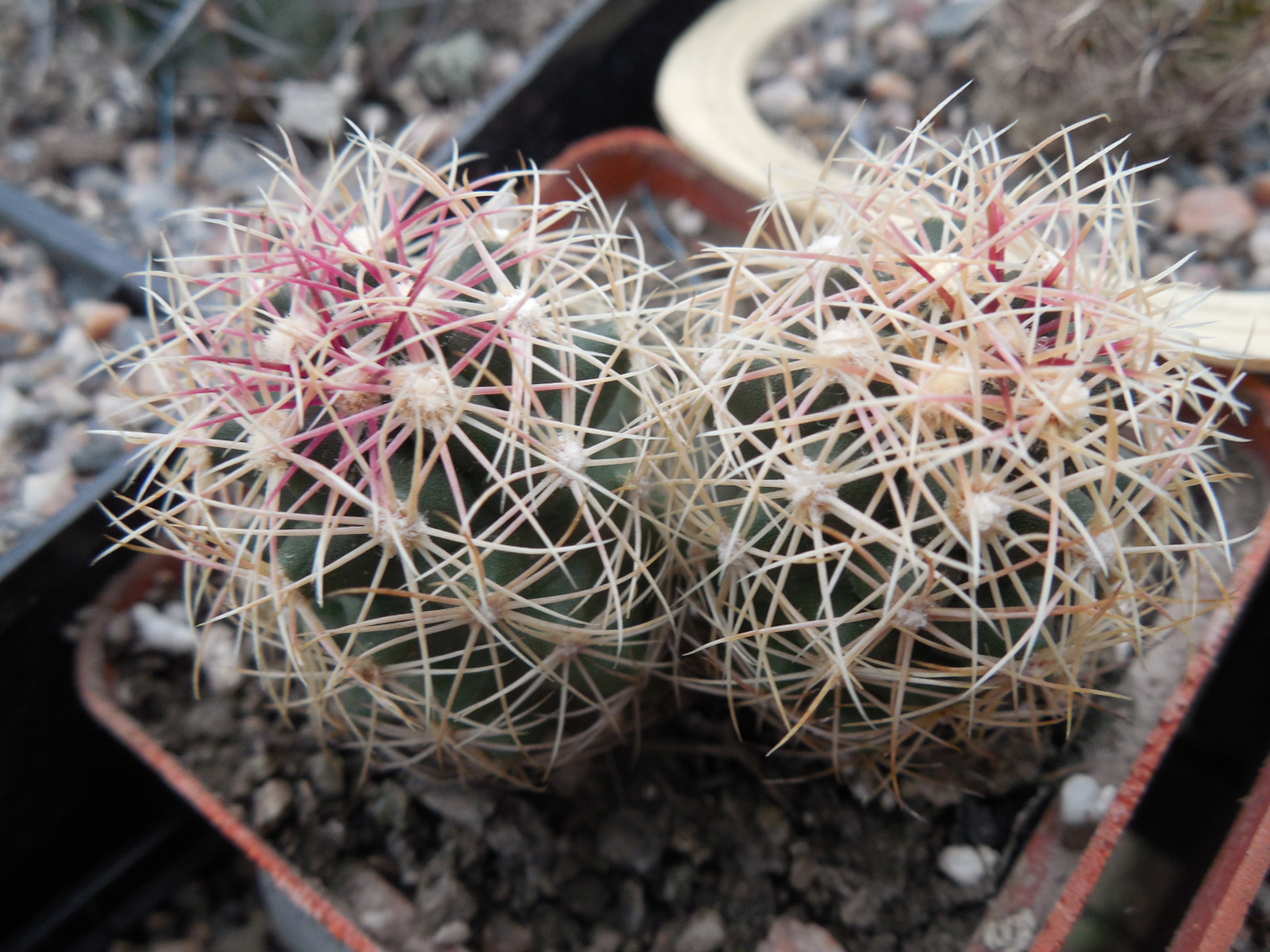 Thelocactus bicolor - Snicer - Kupcak -