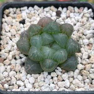 Haworthia cooperi v. truncata