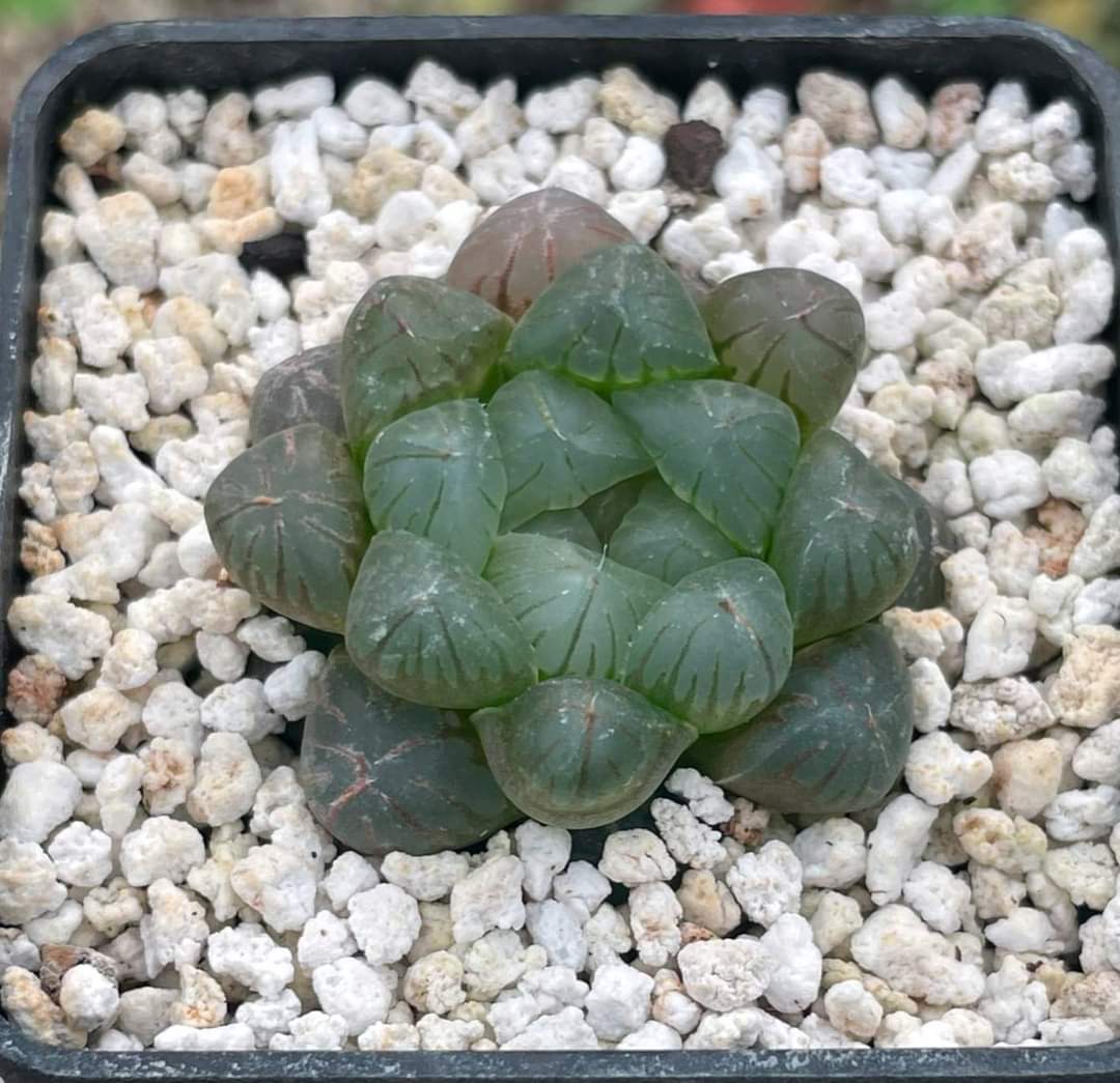 Haworthia cooperi v. truncata