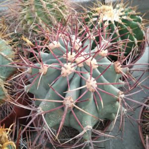 Ferocactus emoryi