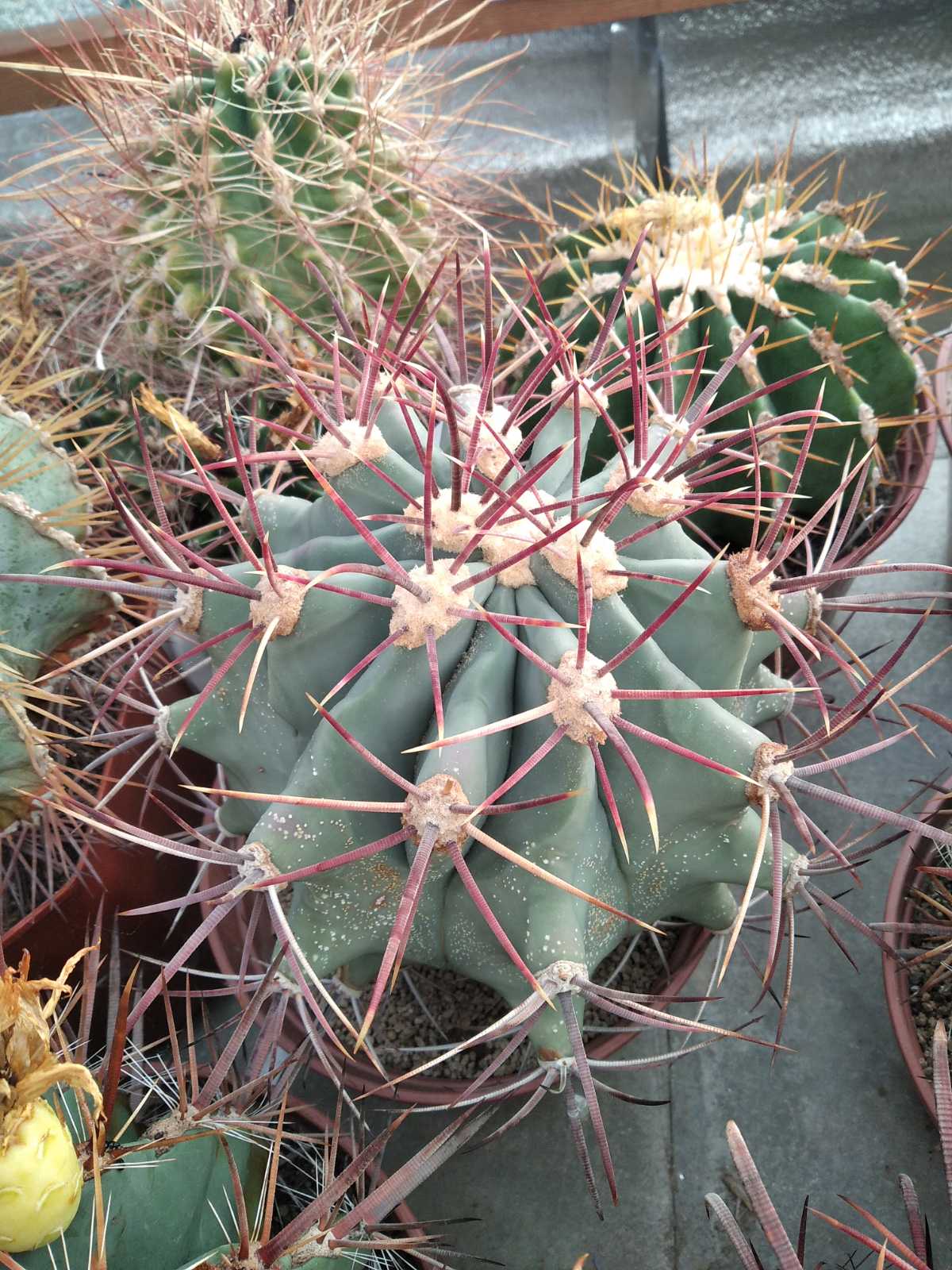 Ferocactus emoryi