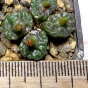 conophytum angelicae ssp tetragonum