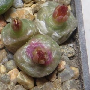 conophytum angelicae ssp tetragonum