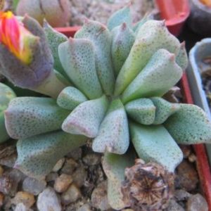 aloinopsis orpenii