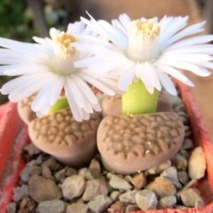 1608.3 Lithops hallii (C142A)