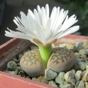 1608.3 Lithops hallii (C142A)