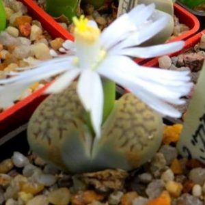 1597 Lithops hallii