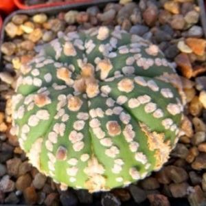 astrophytum super kabuto gold