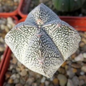 astrophytum onzuka v type