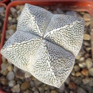 astrophytum onzuka ball