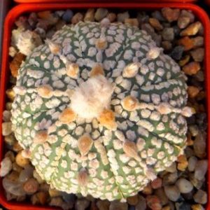 astrophytum super kabuto gold