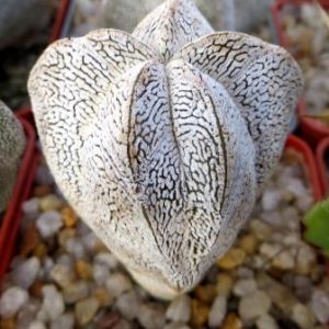 astrophytum onzuka