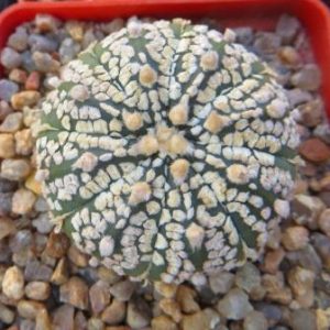 astrophytum super kabuto gold