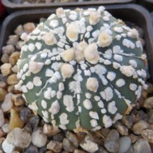 astrophytum super kabuto