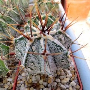 astrophytum ornatum fukuryu