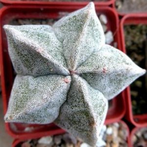 astrophytum hybrid