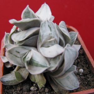 Gasteria  * Sat Sato no Matsu *