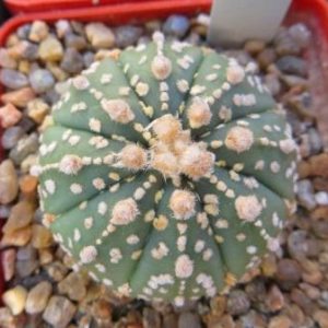 astrophytum royal kabuto
