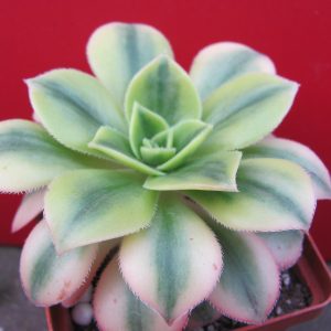 Aeonium Florescens