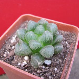 Haworthia  cooperi