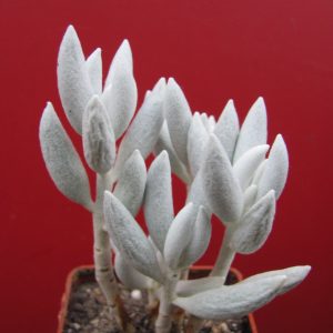 Senecio haworthioides