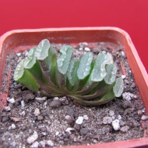 Haworthia truncata