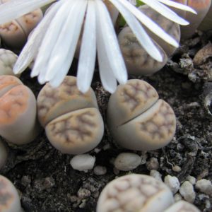 Lithops karasmontana