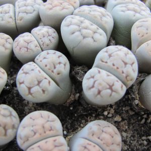 Lithops jakobseniana