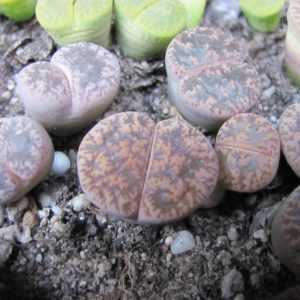 Lithops lesliei  hornii