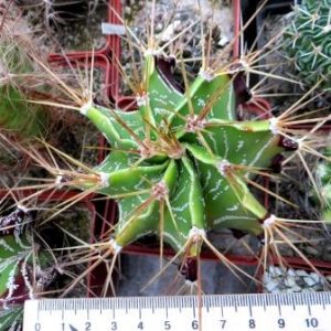 astrophytum ornatum var. glabrescens Kohres