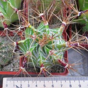 astrophytum ornatum var. glabrescens Kohres