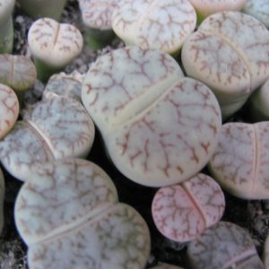 Lithops pseudotruncatella    archerae