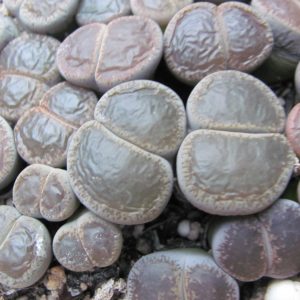 Lithops lesliei  maraisii