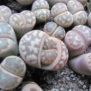 Lithops dorothea