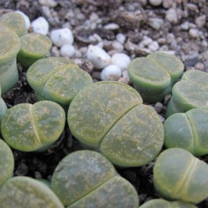 Lithops lesliei *Albinica*