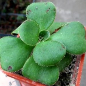 aeonium glutinosum