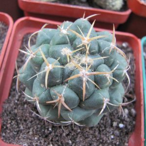 Coryphantha elephantidens