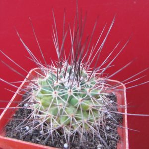 Mammillaria johnstonii