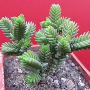 Crassula purpusii