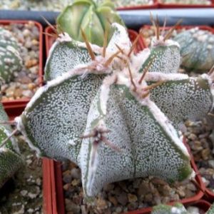 astrophytum ornatum fukuryu