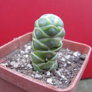 Crassula barklyi