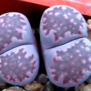 lithops salicola bacchus