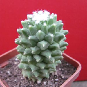 Mammillaria   * Helen *