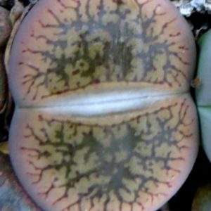 lithops aucampiae C 333