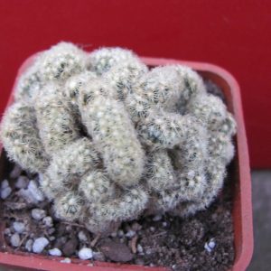 Mammillaria elongata cristata