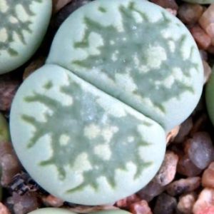 lithops julii fulleri green