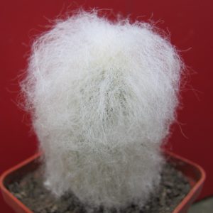 Espostoa melanostele