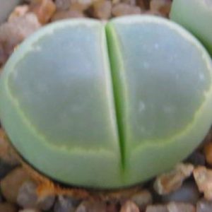 lithops olivacea c109