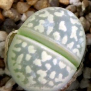 lithops olivacea c109