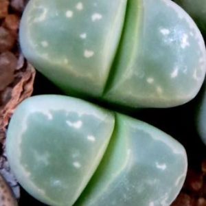lithops olivacea c109